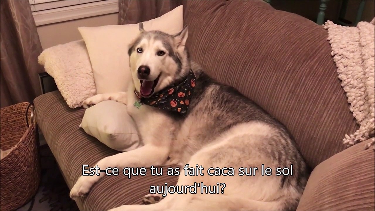Ce chien Husky nie avoir fait caca partout dans la maison. Alors,