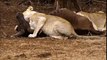 Cute lion cubs in Africa 2016   Lion CUBS play around young buffalo before hunting it