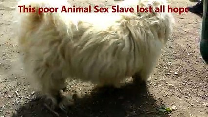 ANIMAL SLAVE HORROR - The BEAST LORD Collection