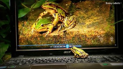 CAUGHT! Sexy Animals Watching Private Movies - DOG TV - الحيوانات الجنس