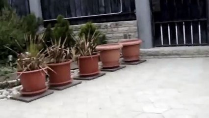 Dog & Cat making love