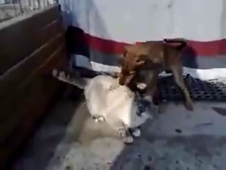Dog and Cat has real Sex!!