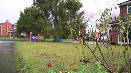 Couple's Christmas tree planted in 1978 grows 50ft