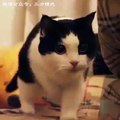 Dans Eden Komik Evcil Hayvanlardan Derlemeler (Kedi Köpek Domuz Kuş Sincap Ayı)_ Kadim VideoDiyar