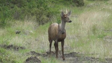 El ciervo huemul renace en la Patagonia chilena