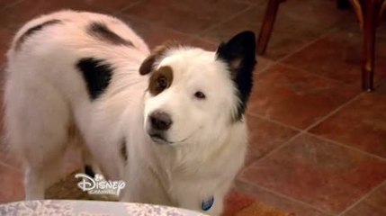 Dog with a Blog - S 2 E 4 - Stan Makes His Mark