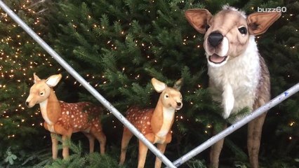 NYC Lawyer Sues Neighbor Over Christmas Music