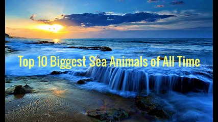 Top 10 Biggest Sea Animals of All Time