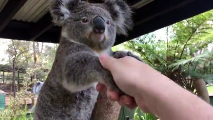 Dire « Bonjour » à des animaux australiens