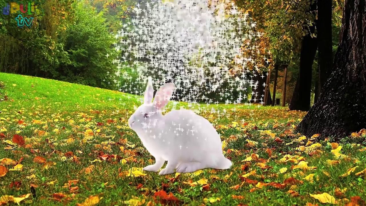 ABC Learning for children | Learn english online | Learn WILD ANIMALS names