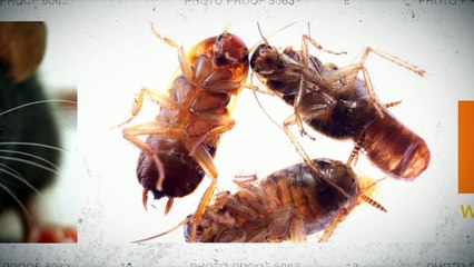 Pest Control McKinney TX: Invasions Happen When You’re Not Watching