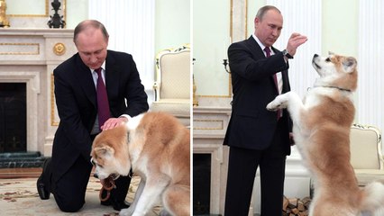 Vladimir Putin Shows off his Dog to Japanese Journalists Before Trip