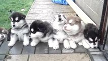 These 4-week-old howling puppies may be the cutest thing ever!