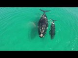 Southern Right Whale and Calf Swim Past West Australian Coast