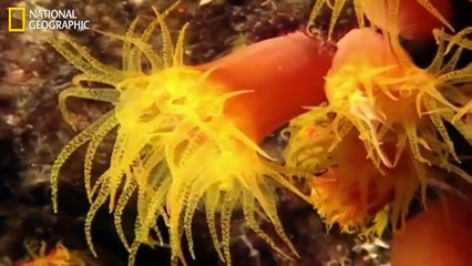 Extreme Ocean Animals Life Under the Sea Documentary 2017