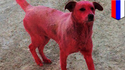 Stray dog dyed pink in Russia sparked public outrage