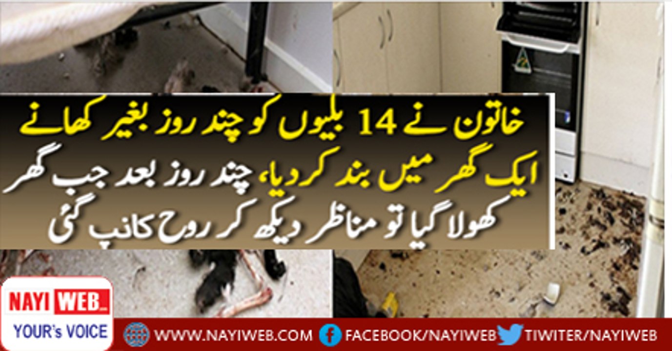 Woman Locked 14 Cats in Her House For Few Days See What Happened Next ??