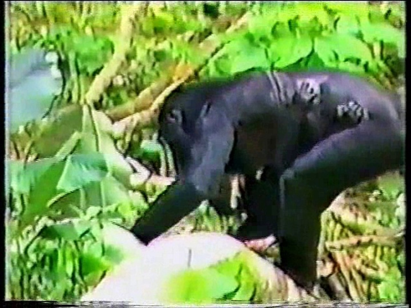 Animal Crack-Ups | 2/11/1989 - video Dailymotion