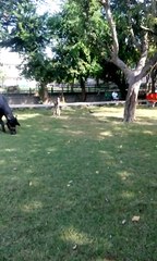 buffalo are eating the grass