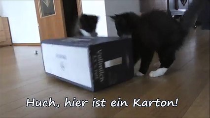 11 Wochen alte Maine Coon Babys entdecken einen Karton zum Spielen