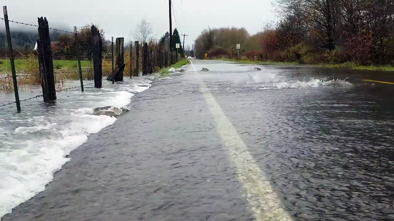 Etats-Unis : des saumons traversent une route inondée