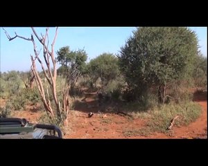 THE WILD DOGS EATING ALIVE OF DEER