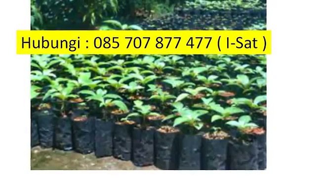 I-SAT 085 707 877 477 - Petani Jabon,Petani Jabon Merah Yang Sukses,Petani Jabon Yang Sukses