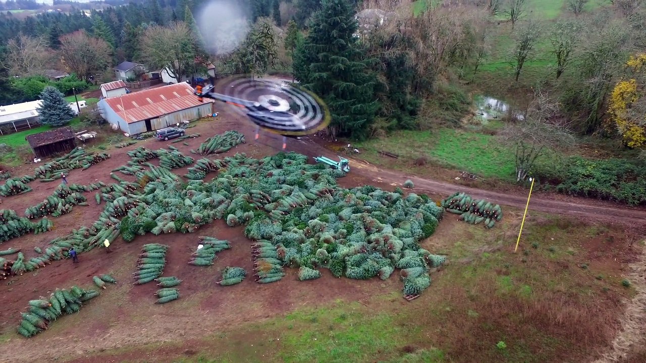 Livraison de sapins de Noël par hélicoptère !