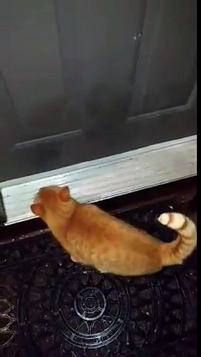 Ce Chat Toque A La Porte Avec Sa Patte Arriere Pour Rentrer Dans La Maison Video Dailymotion