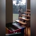 Cet énorme kangourou essaye de rentrer dans une maison par la vitre !