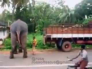 OMG - Well Trained Elephant