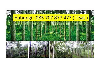 I-SAT 085 707 877 477 - Jabon Terbaik,Pohon Jabon Terbesar,Pohon Jabon Terbaik di Indonesia