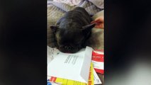 Ce chien essaie d'aider son maitre  à envoyer son courrier... Trop mignon