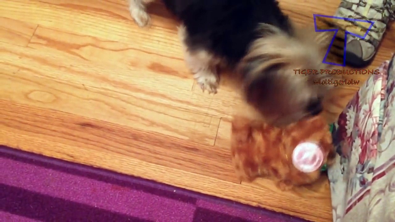 The funniest and most hilarious ANIMAL videos_0002
