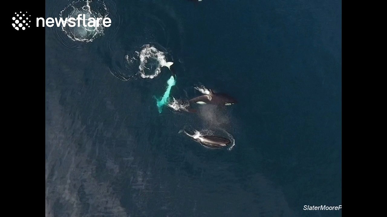 Killer whales eat thresher shark in California