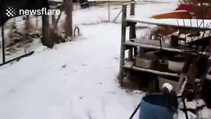 Pet pig plays with dog friends in the snow