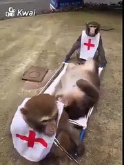 Clip vui - Một cuộc diễn tập lớn , Funny clips