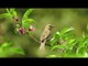 3 HOURS: Relaxing Piano and Bird Sounds - Birds Chirping, nature sound of birds singing