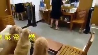 funny clips Đã ai làm được thế này chưa?