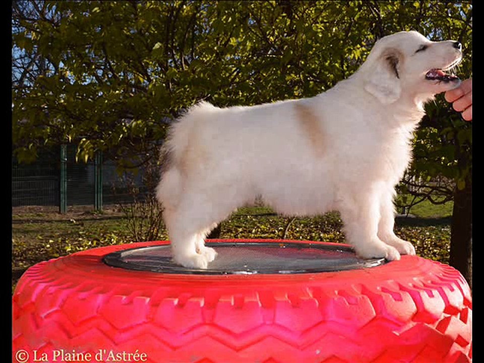 Chiot montagne des pyrénées femelle 1 patou de Gérone de la Plaine d'Astrée à 5 semaines