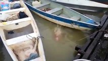 Des touristes vont être impressionnés lorsqu'ils jettent de la viande dans une rivière !