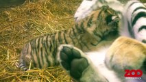 Tigerunge dier og leger med mor | Copenhagen Zoo
