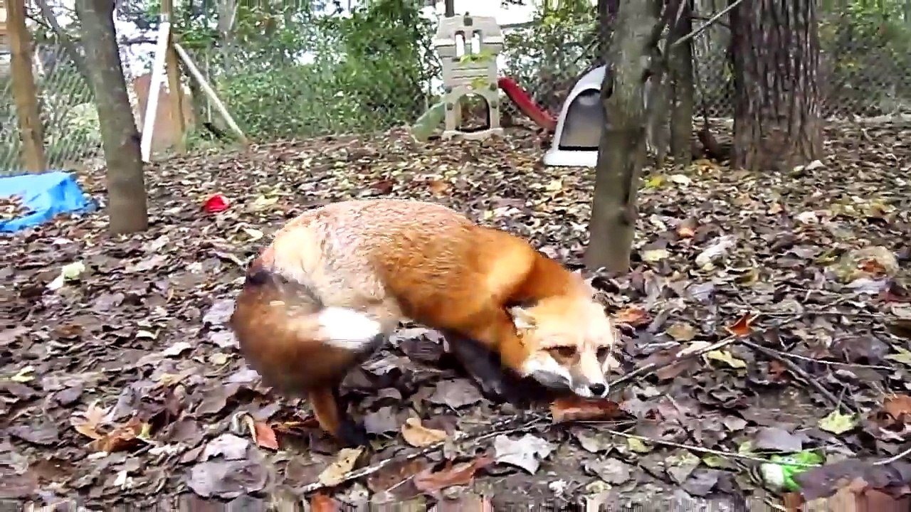 Un renard tout content de revoir son maître