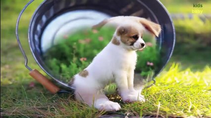 Learning Animals Names and Sounds for kids | Animal sounds for kids