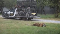 Feeding Tigers - Thailand