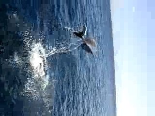 dauphins martinique