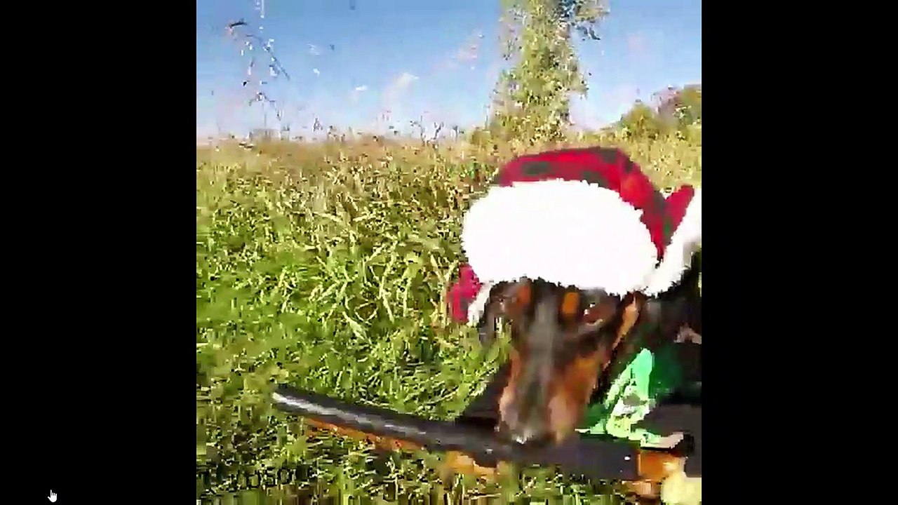 EL PERRO CASADOR DE AVES