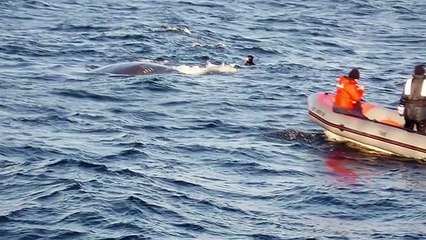 He is seen a whale in distress and helps her. This is what happens