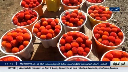 تعرف على فاكهة  سانسو  التي تزين طرقات تلمسان وتبحث عن الأسواق