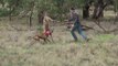 Man punches a kangaroo in the face to rescue his dog (Original HD)